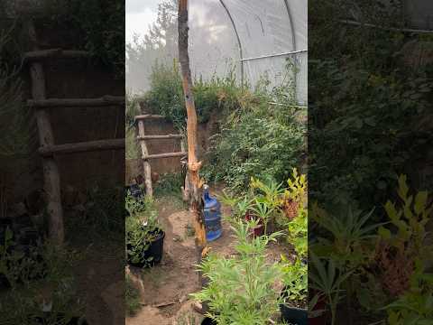 Today on the Homestead: Step Inside Our Underground Greenhouse | Lush Growth in Walipini #shorts