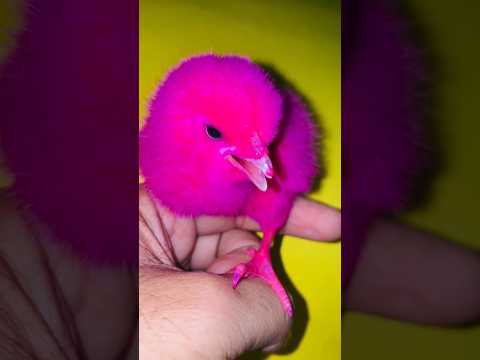 Hen cutest sound | chicken chicken free sounds | chicks bonanza cuteness overload #birds #wildlife