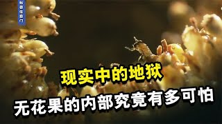 现实中的地狱，尸体堆积如山，物种相互寄生，无花果的内部有多可怕【科普任意门】