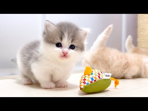 【マンチカンの子猫】ママと一緒にネズミ遊びに興味津々な件 ～猫のいる生活Vol.1012～出産動画 マンチカン短足・ミヌエット・ペルシャ猫専門ブリーダー『ペット蔵人』【子猫の成長記録】