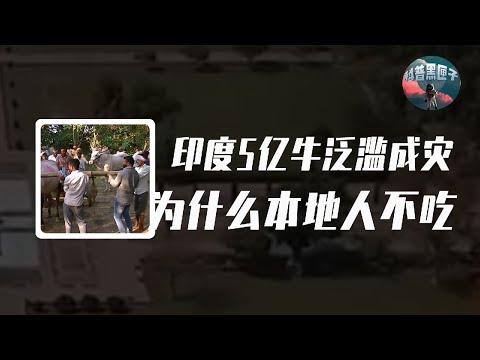 印度5億頭牛氾濫成災，為什麼當地人不吃，卻把神牛賣給中國人？