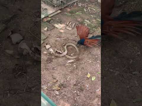 #kingcobra bìm bịp và rắn hổ mang 🐍 tranh mồi #フクロウの羽ばたき #fishing #giaitri #animals