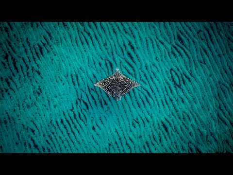 South Florida Ocean Wildlife