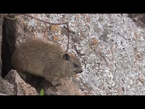 94. 花豹死缠烂打抓小猪，豪猪父母合力刺退花豹。.mp4