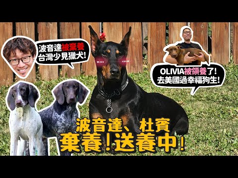 【德爺中途】波音達!杜賓送養中!三狗可憐身世?Olivia被領養了!去美國過幸福狗生!【許伯簡芝】