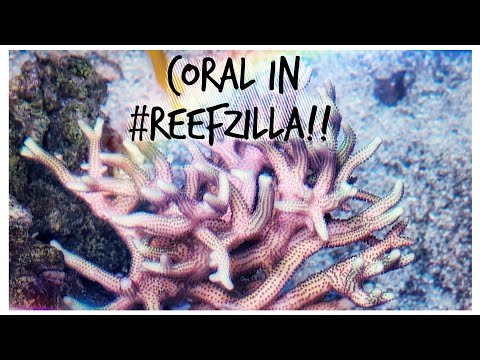 We Transfer Coral Back into #reefzilla! - 180 gallon Custom Reef Tank Update November 2019