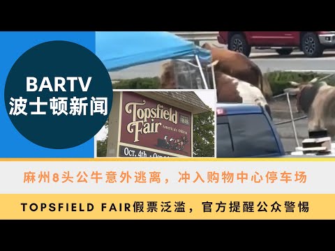 【波士顿新闻】9/23 麻州8头公牛意外逃离，冲入购物中心停车场丨Topsfield Fair假票泛滥，官方提醒公众警惕丨惊险发现！男子麻州1号公路附近探测出埋藏炸药，警方紧急销毁