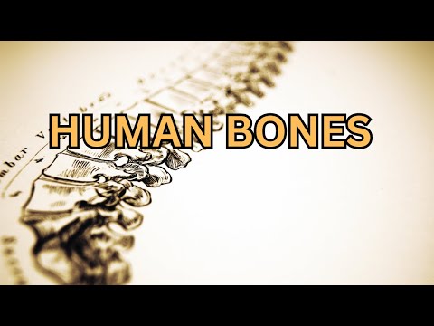 Uncover the Mysterious World of Human Bones @QuizVentures-lvg