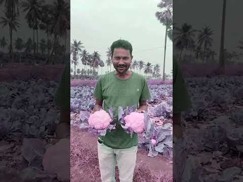 రైతు యొక్క వివరణ#food#shorts #viral shorts #farmer #agriculture #farming #vegitables #trending