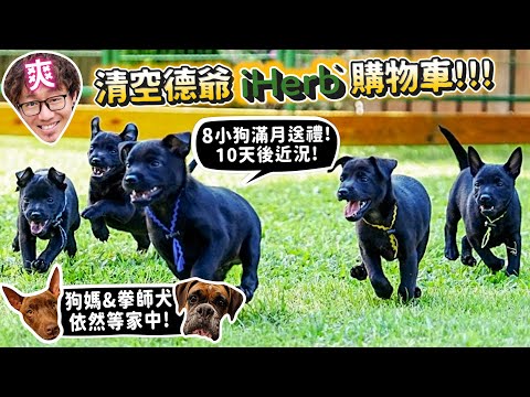 【狗中途後續】清空德爺iHerb購物車!8小狗滿月送禮!10天後近況?狗媽、拳師犬依然等領養!【許伯簡芝】【德爺】