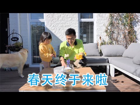 久违的春天终于来了（新西兰 Harold Vlog 872）