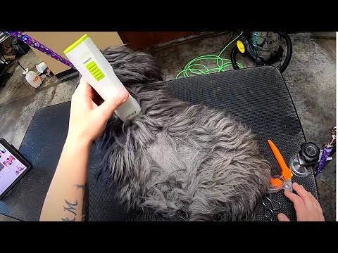 SAVING A Matted Shih Tzu