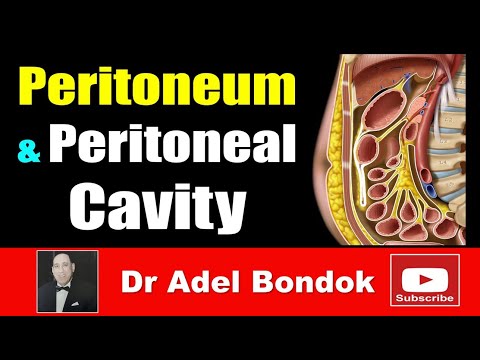 Peritoneum, Peritoneal Cavity, Lesser Sac, Greater Sac and Peritoneal Recesses, Dr Adel Bondok