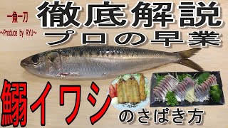 【鰯のさばき方】”イワシの三枚おろし”・”いわしの開き”・”お刺身”までを初心者の方にも分かりやすく徹底解説。プロの早業も紹介。