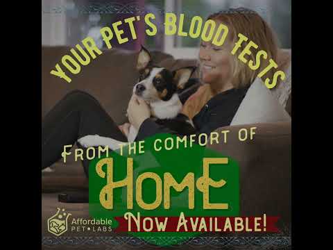 Pet Lab Tests from the Comfort of Home