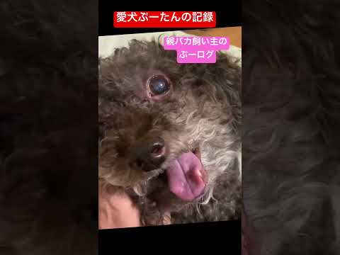 【愛犬の記録】親バカ飼い主のiPhoneの写真＃愛犬＃トイプードル