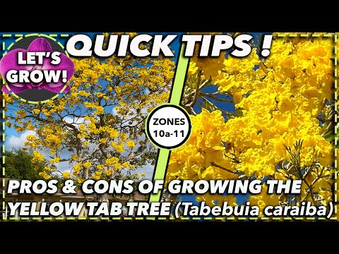 EXPERT ADVICE ON HOW TO BEST GROW AND CARE FOR THE YELLOW TAB:  Tabebuia Caraiba