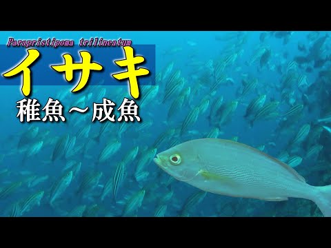 【 イサキ 】稚魚～成魚　Parapristipoma trilineatum