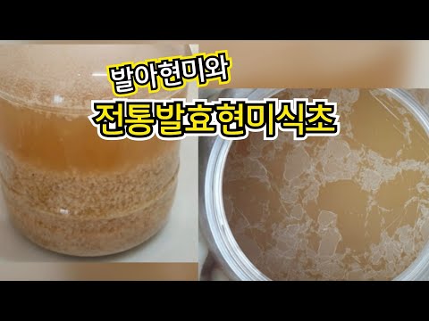 전통발효식초-6/전통발효 현미식초만드는법/발아현미 싹틔우는 과정/막걸리빚고 식초만들기/