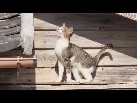 Cute cats playing happily on the roof