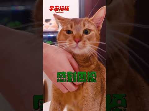 貓咪最好摸的毛 就在這裡！超嫩！ #宇宙貓咪 #cat #shorts #shortstw