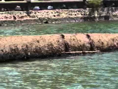 Ala Wai Pipe