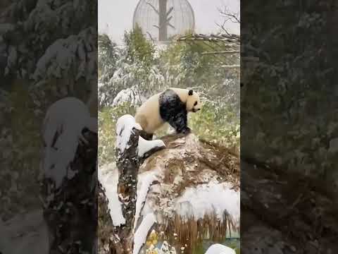 Panda. The giant panda shakes the snow crazily. ジャイアントパンダが狂ったように雪を揺らす。大熊猫疯狂摇雪。