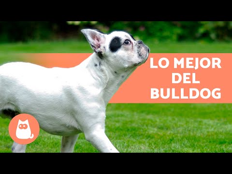 VENTAJAS de tener un BULLDOG FRANCÉS 🐶❤️ (Top 8 Razones)