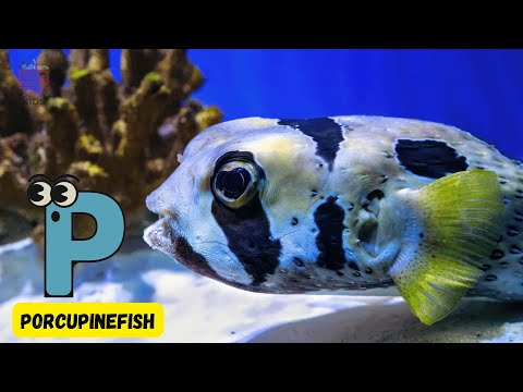 A to Z Colorful Ocean Animals 🌊 | Fun Marine Life ABC for Kids! 🐠 | #abcd #kids