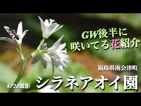 【シラネアオイ園②】  5月GW後半に見れる高山植物•山野草を紹介　福島県南会津町