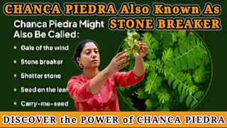 EXPLORING the HEALTH BENEFITS OF CHANCA PIEDRA llThis Plant the Answer to Your Kidney Stone Problems