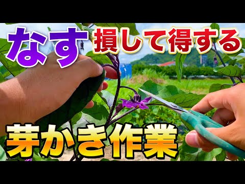 【なす栽培】なすがたくさん実る芽かき作業・病害虫の発生を抑える選定方法！花が２つ咲いたらどうするのか？