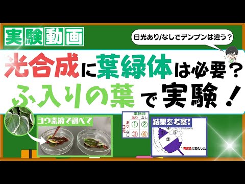 斑（ふ）入りの葉は光合成している？ヨウ素液でデンプン反応を調べよう！