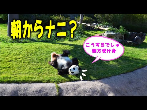 【いきなり探検･バッタンコ】子パンダ楓浜 寝る場所を探し？ ため息吐いて目の前で転がる