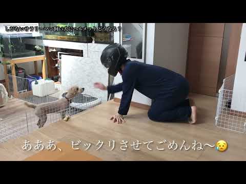 しがないサラリーマン　飼い犬にヘルメットを装着して会いに行く。