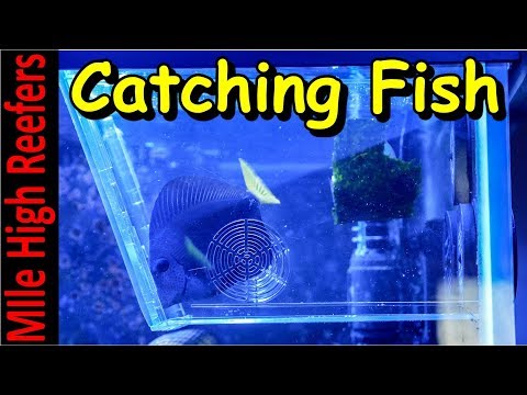 Catching Troublesome Fish with the Aqua Medic Fish Trap