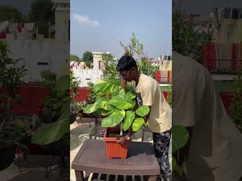 Let’s grow pothos (money plant) from cuttings