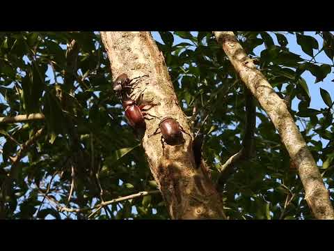 獨角仙Red Rhinoceros Beetle