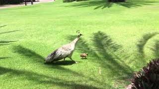 Beautiful Peahen and its baby (Peachicks)