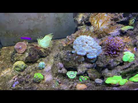 - Tony Nguyen Office Mix Reef Tank 11-25-19