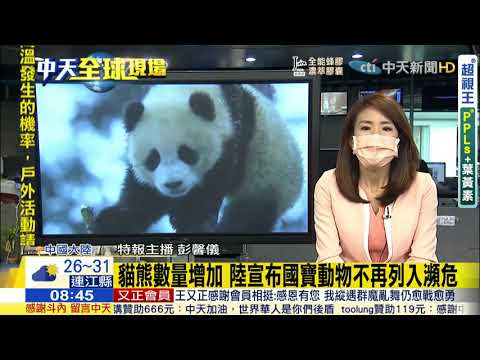 🐼貓熊數量增加，大陸宣布國寶動物不再列入瀕危⋯