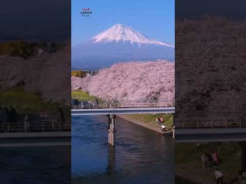 When's Cherry Blossom Season in 2024? - LIVE JAPAN