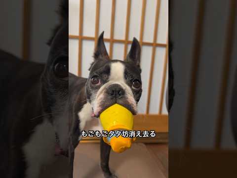 オモチャ取られたくなくてソファの下に潜っていきました😂#bostonterrier #ボストンテリア #dog #dogshorts