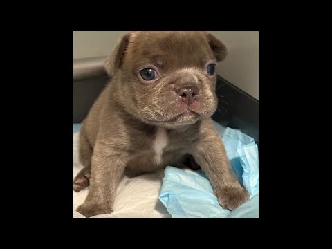 4 Week Old Frenchie Puppies! Our Rescue Litter! Growing & Growling #Puppy #Puppies