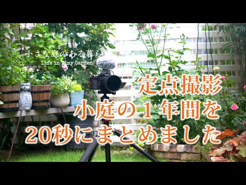 ガーデニング｜定点撮影、小庭の１年間を20秒にまとめました｜雨の小庭｜ 〜小さな庭のある暮らし ＃７６〜