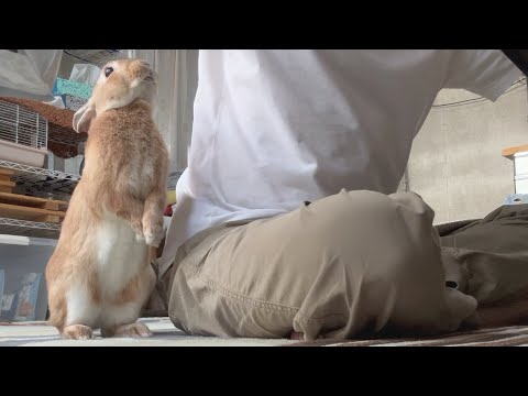 The rabbit gets excited about the snack and starts walking on two legs, which is too cute. (No.1749)