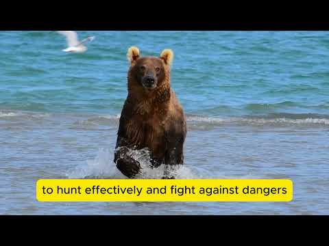 Grizzly Bears and Unexpected Strength