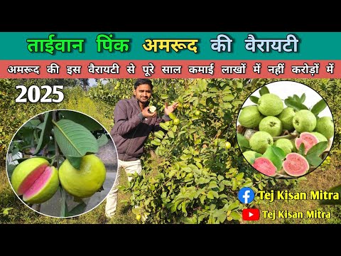 ताईवान पिंक अमरूद 🍐🍐 की खेती लाखों नहीं करोड़ों में कमाई #agriculture #ताईवान अमरूद #agri #farming