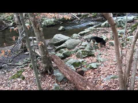 Ep145 Back at Black River! German Shepherd Hiking Video Series - Hiking with Dog