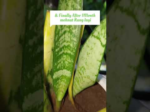 How to propogate snake plant| How to grow snake Plant from cutting |#cutting #shorts #snakeplant